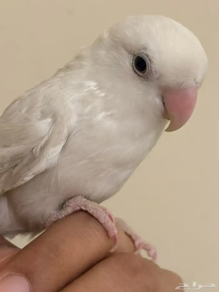 روز للبيع اليف وهدد 2