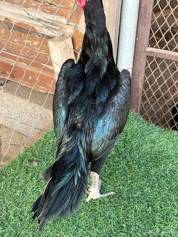 ديوك ميوالي وسندي للبيع 1