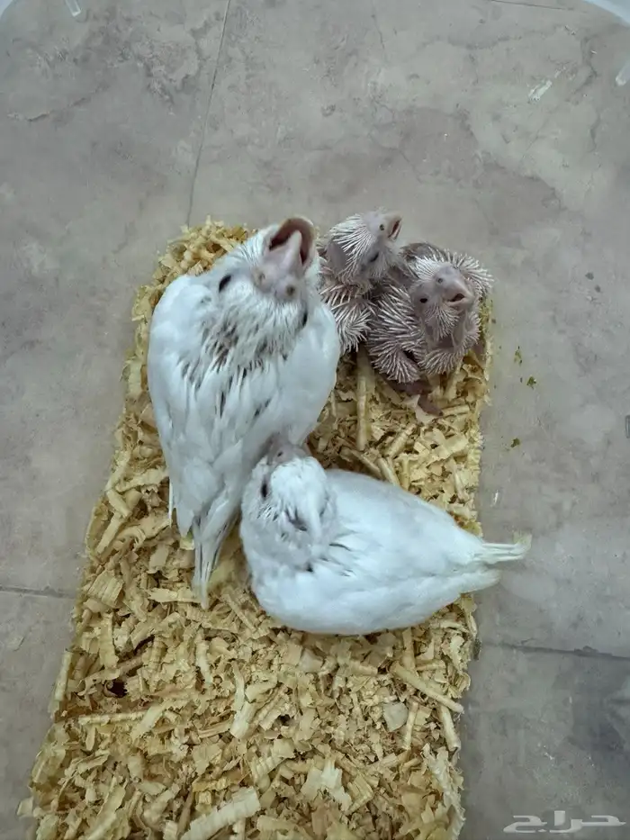 كنيورات وكرونات تقبل الغر ومشروطه صحه ونضافه 6