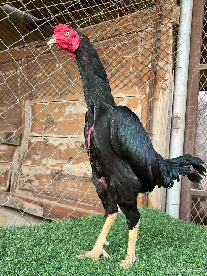 ديوك ميوالي وسندي للبيع 9