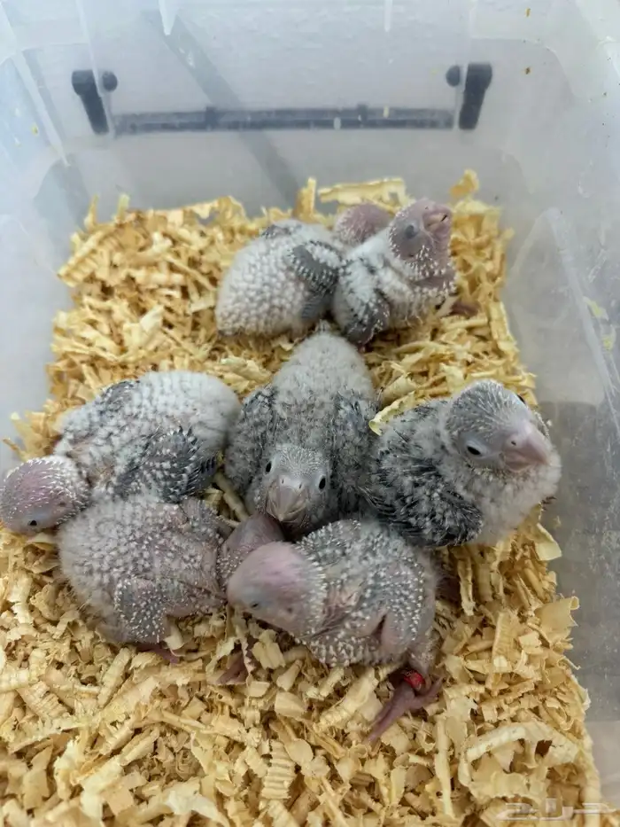 كنيورات وكرونات تقبل الغر ومشروطه صحه ونضافه 3