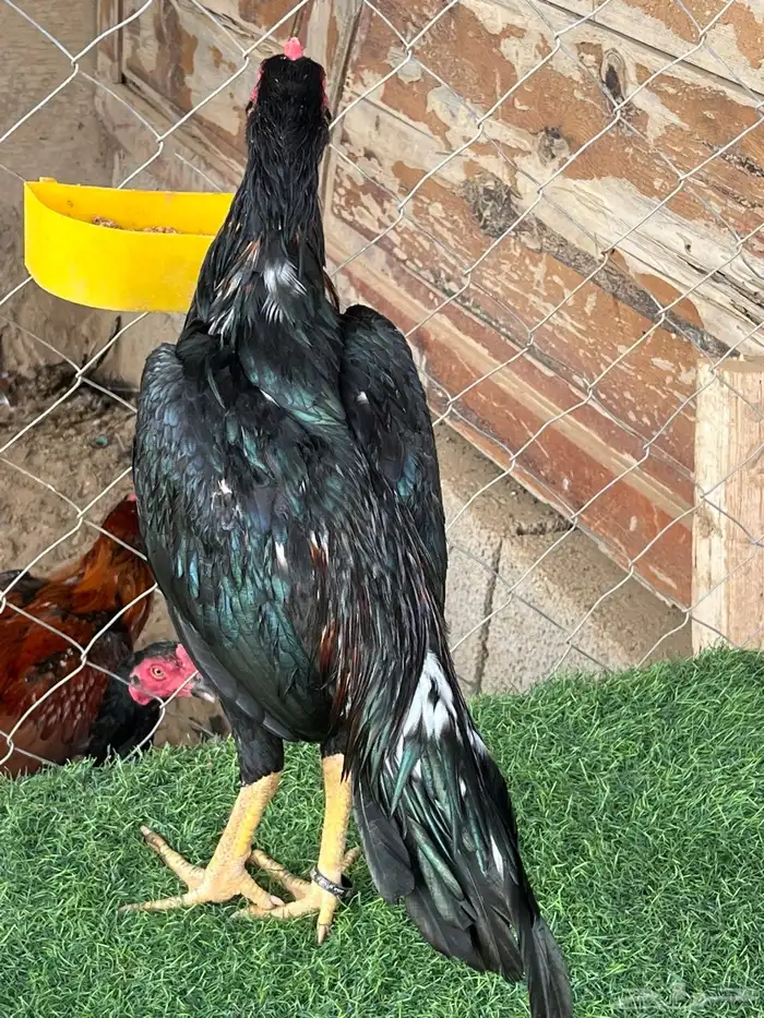 ديوك ميوالي وسندي للبيع 3