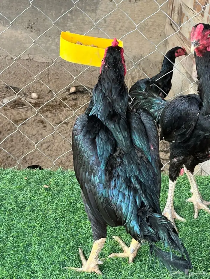 ديوك ميوالي وسندي للبيع 11