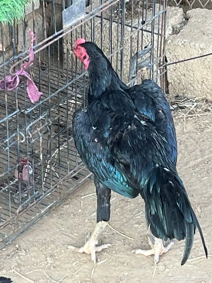 ديوك ميوالي وسندي للبيع 15