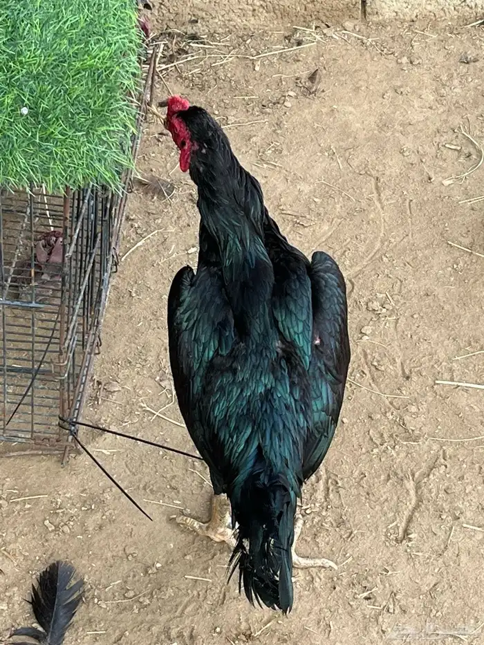 ديوك ميوالي وسندي للبيع 8