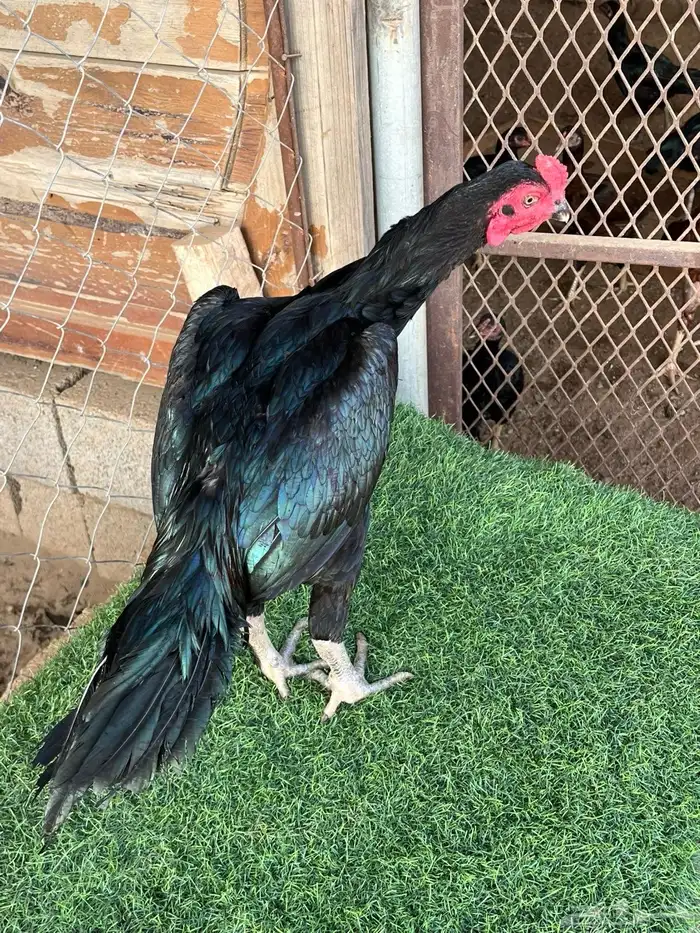 ديوك ميوالي وسندي للبيع 0