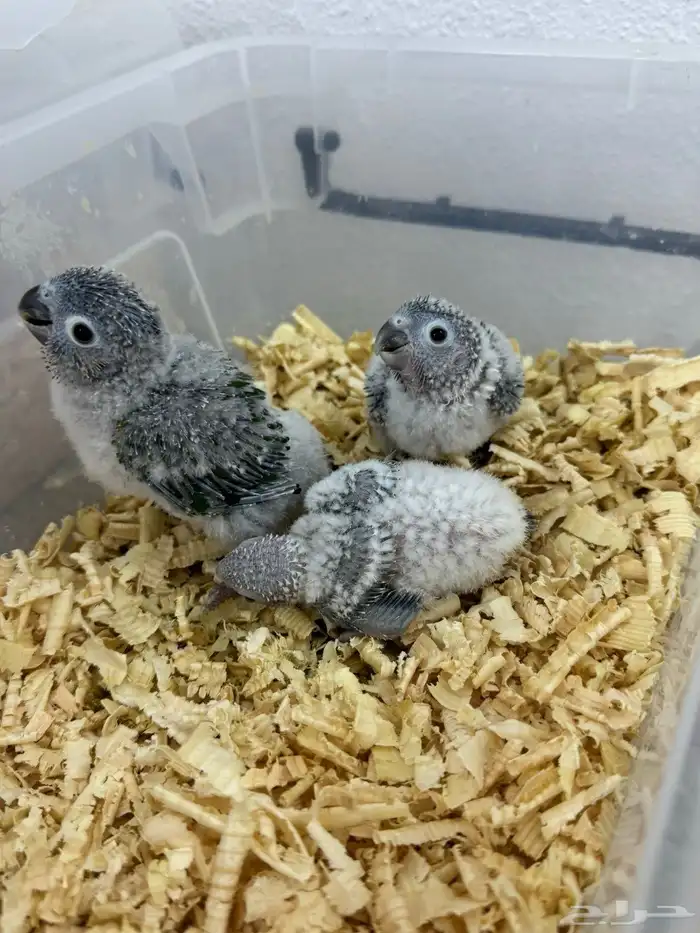 كنيورات وكرونات تقبل الغر ومشروطه صحه ونضافه 0