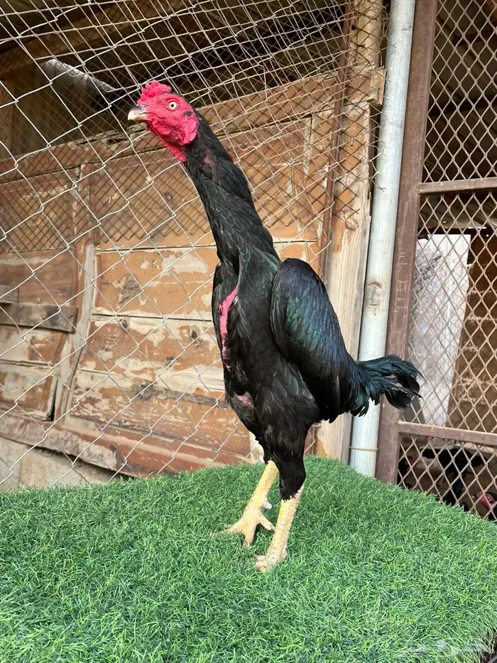 ديوك ميوالي وسندي للبيع 10