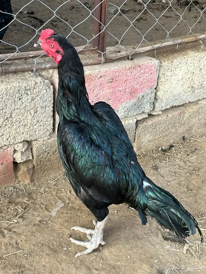 ديوك ميوالي وسندي للبيع 2