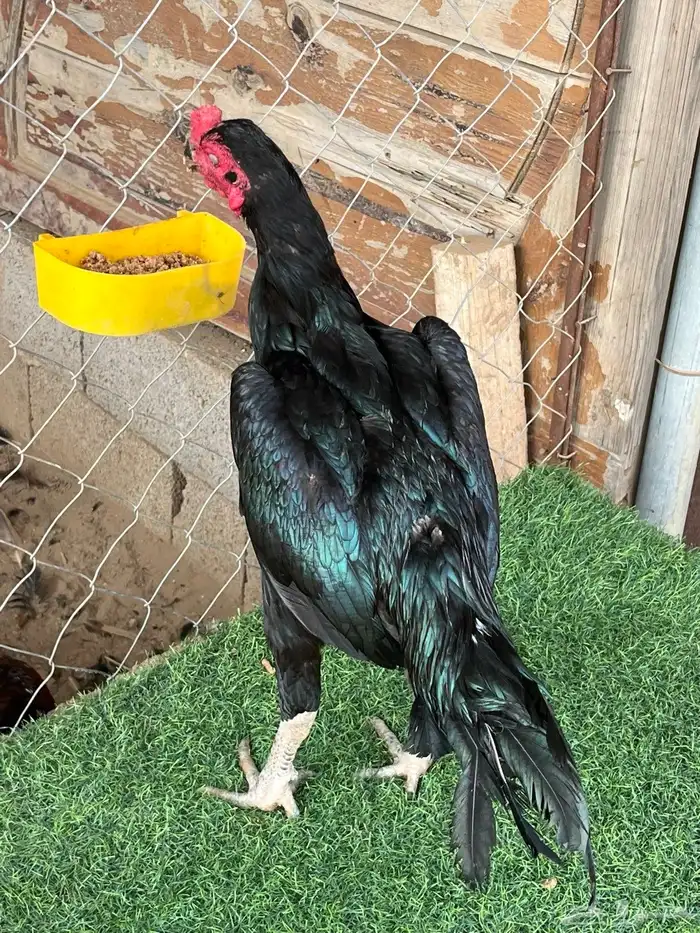 ديوك ميوالي وسندي للبيع 7