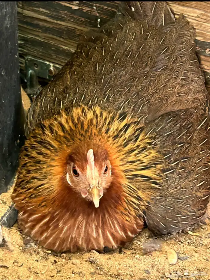 3 دجاج وديك مع 5 صيصان 1