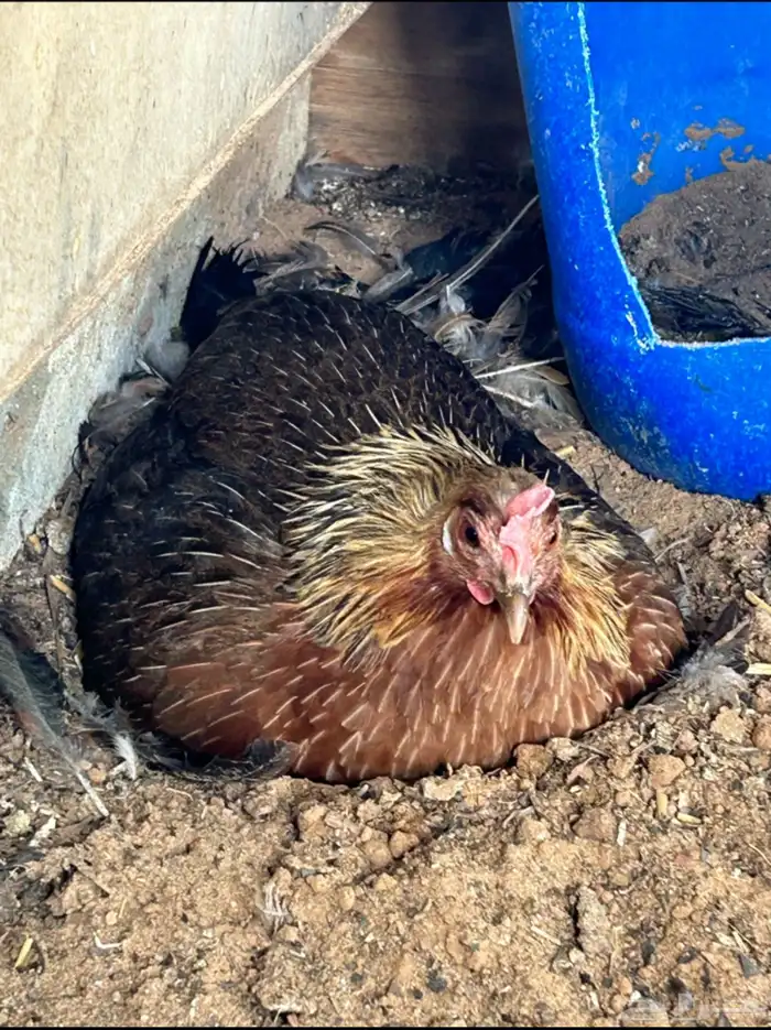 3 دجاج وديك مع 5 صيصان 2