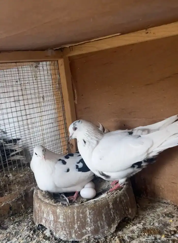 حمام قلابي 0