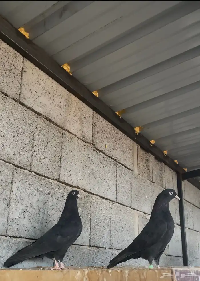 طبات رامبوري فواخر 0