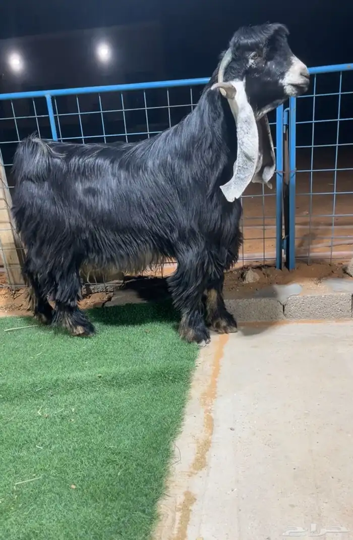 تيس عارضي فحل صنف نادر خصممم 0