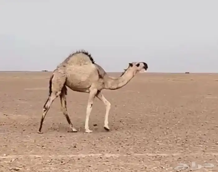 ناقه صفرا دبسا ضريبه على جميع الشروط 4