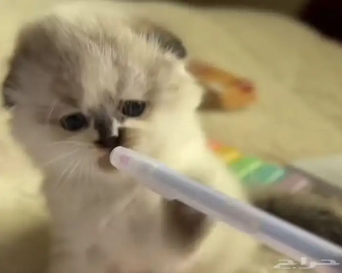 سكوتش فولد كتن 0