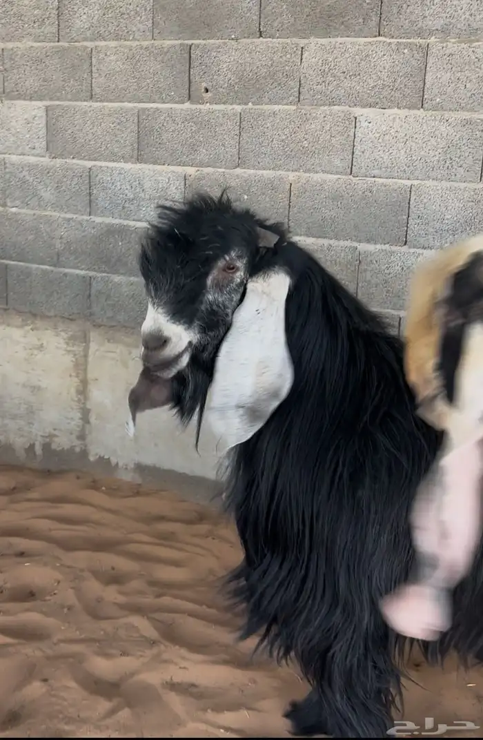 فحل عارضي صنف و جرم و معرف و انتاجه صنف 3