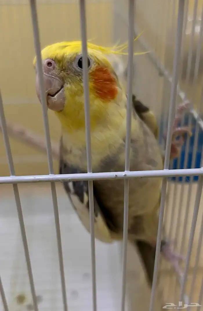 طيور كروان 3