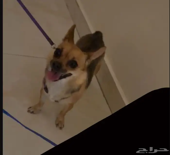 كلب شيواوا انثى العمر سنه ونص اليفه تحب تلعب 2