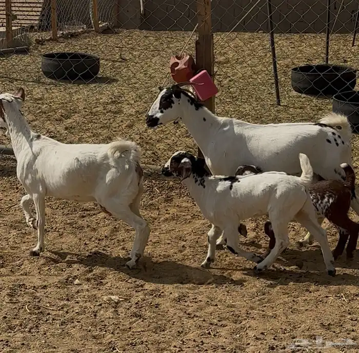 معزا بيشيات مقاني 0