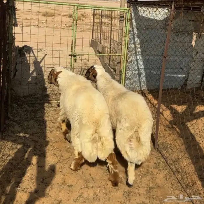 خرفان نعيم هجين ( تم البيع ) 0