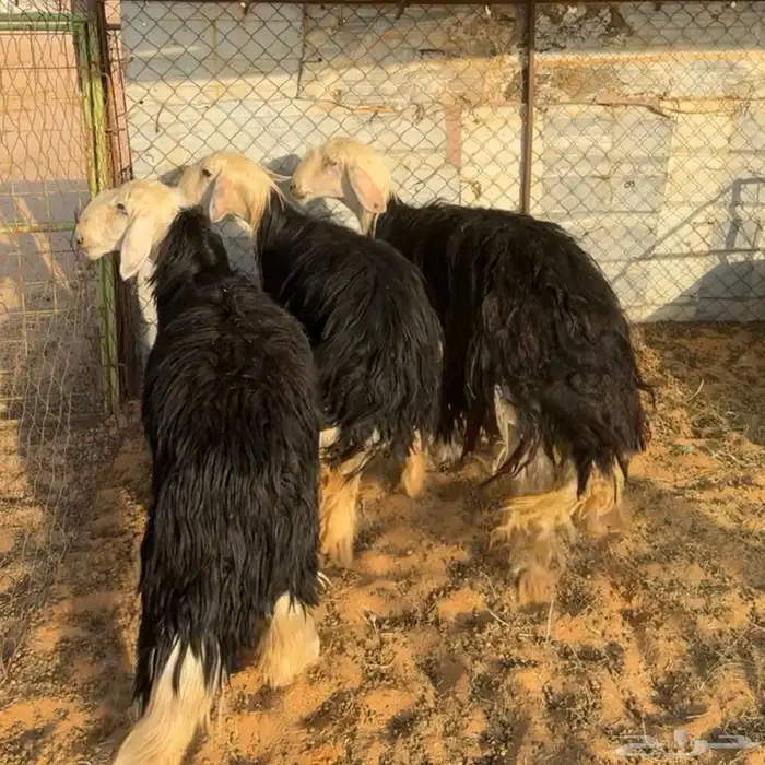 نجد جذعه ورباعيات ( تم البيع ) 0