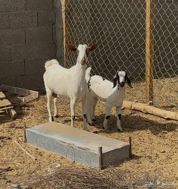 معزا بيشيات مقاني 2