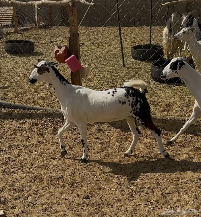 معزا بيشيات مقاني 4