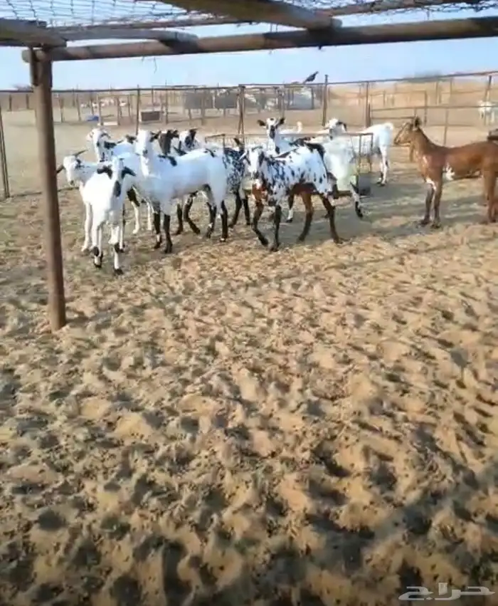 تيوس للمناسبات مقفله مشاء الله 0