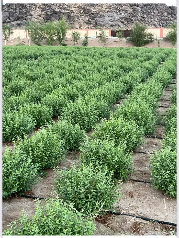 منتجات اوراق الحنا حصري من مزارعنا 5