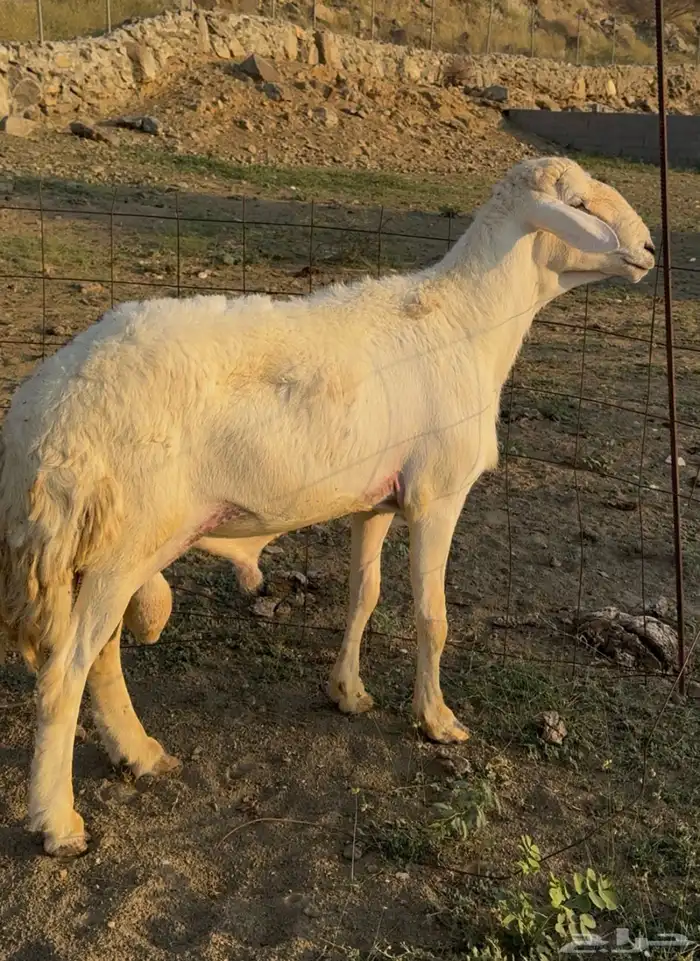 خروف حري فحل صنف 0