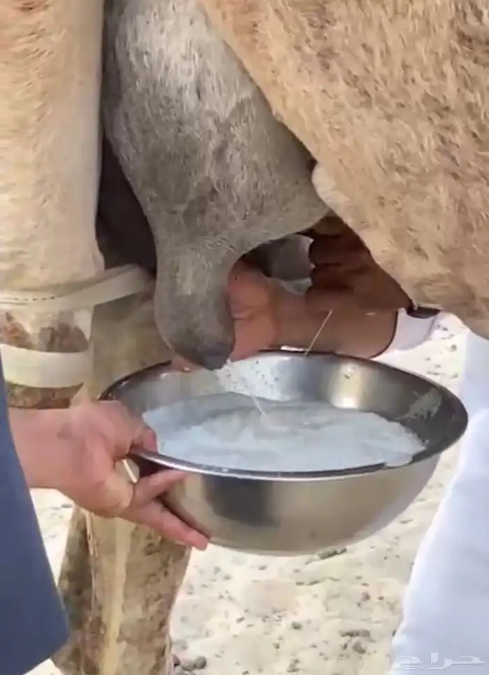 للبيع خلفه منيح ووجه ونتاج 2