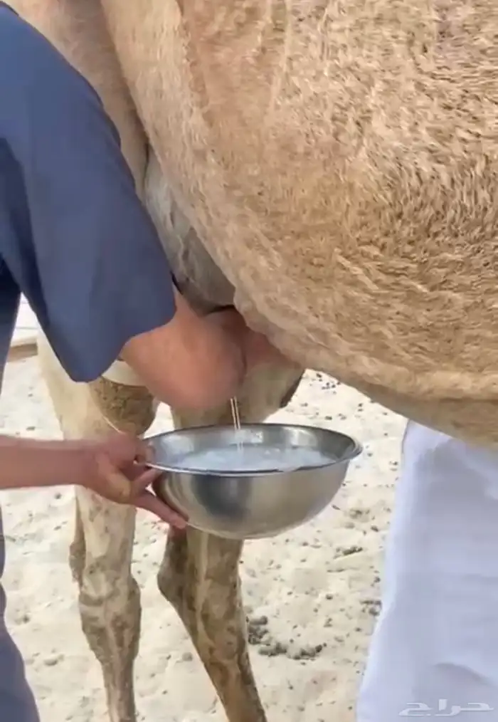 للبيع خلفه منيح ووجه ونتاج 3