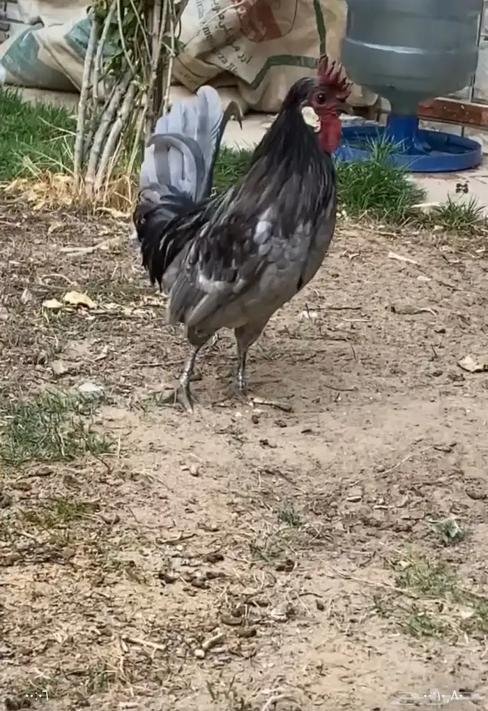 دجاج حباحب 0