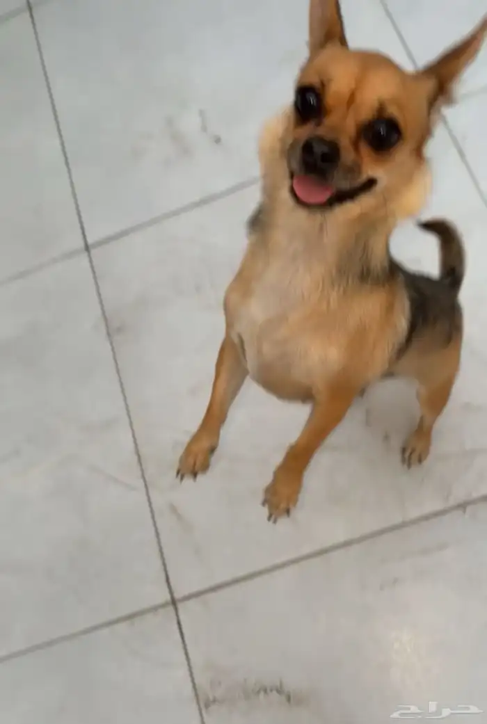 كلب شيواوا انثى العمر سنه ونص اليفه تحب تلعب 0