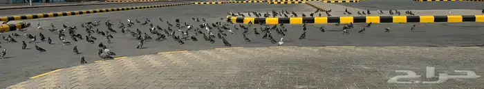 حمام للبيع نشيط جدآ 0