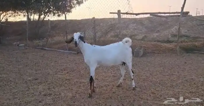 عناق بيشي اصيل 1