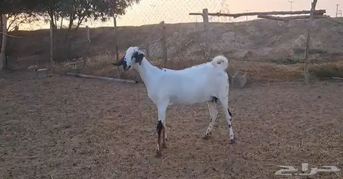 عناق بيشي اصيل 0