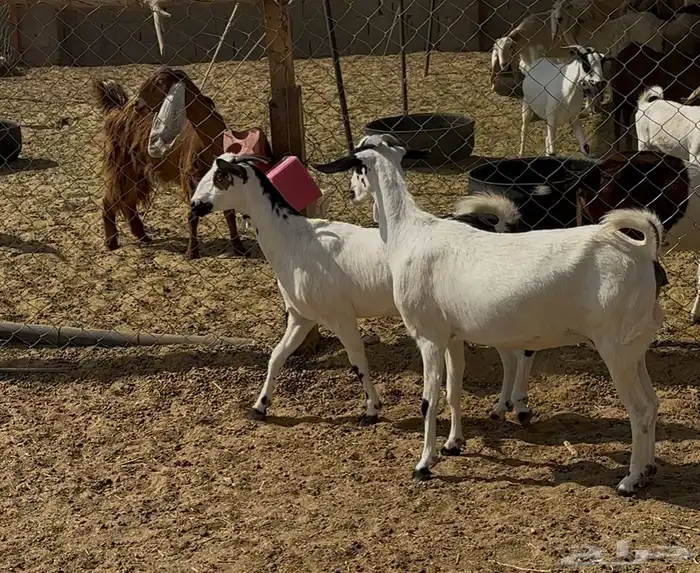 معزا بيشيات مقاني 3