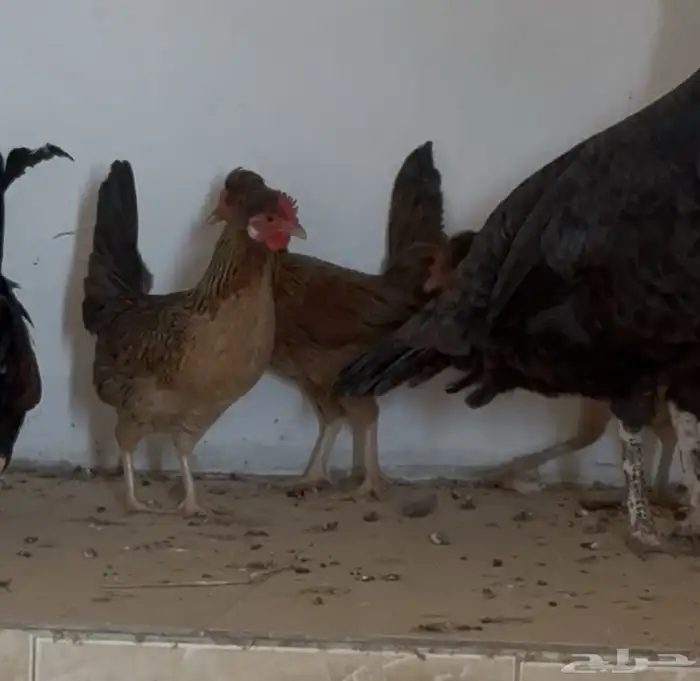 دجاج ترثه عربي اصيل 2