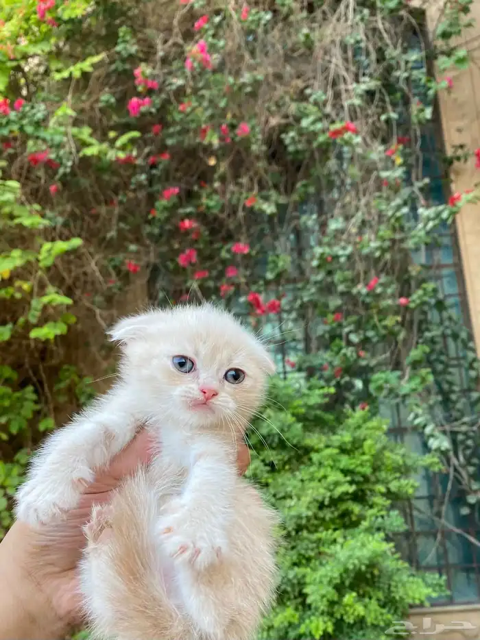 سكوتش فولد مطعمين مدربين للبيع ولايوجد تبني 4