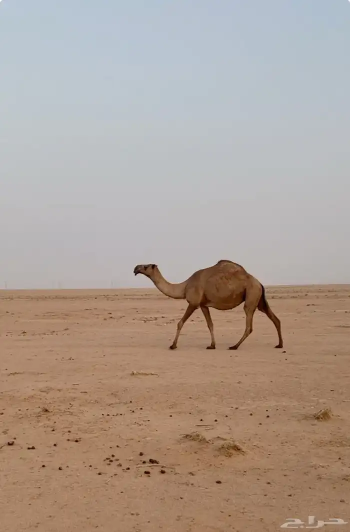 خفوت رمانيه 0