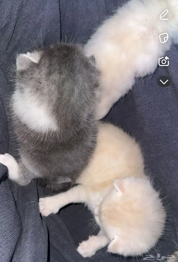 سكوتش فولد كيتن للبيع 8