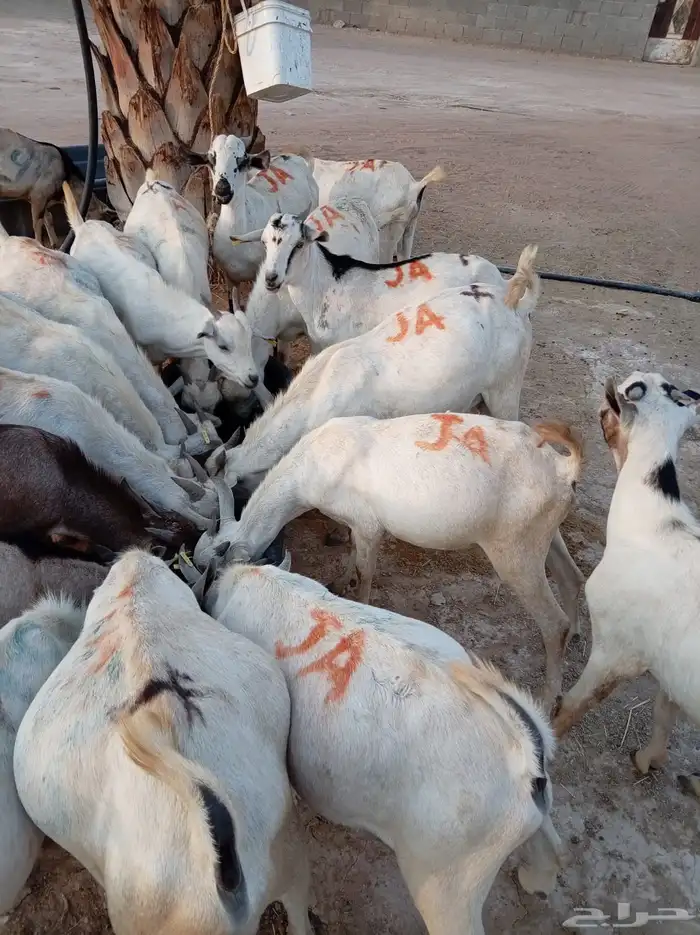 أوفر جملة في المزاحميه   تيوس جاهزة 1