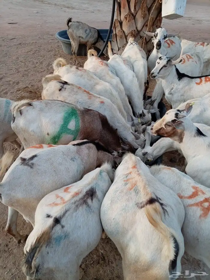 أوفر جملة في المزاحميه   تيوس جاهزة 0