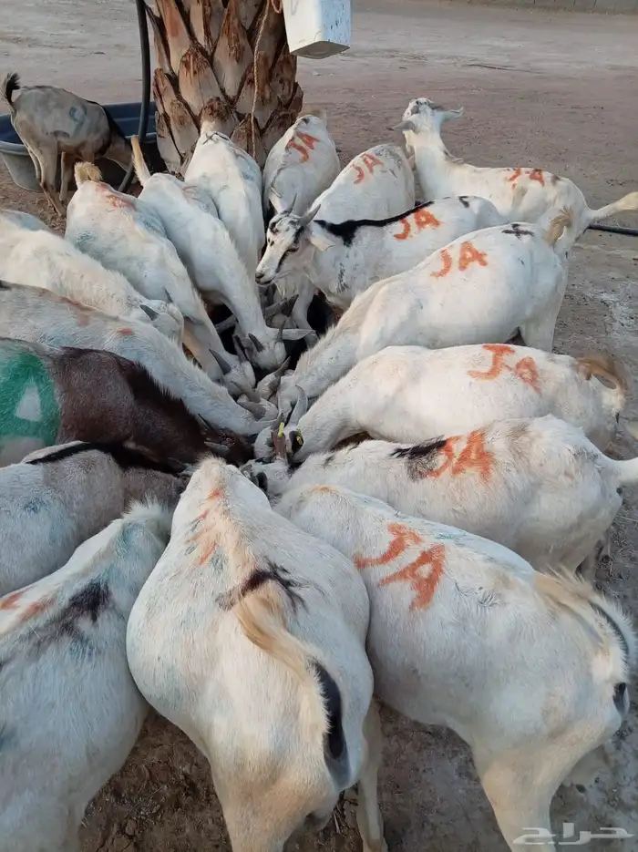 أوفر جملة في المزاحميه   تيوس جاهزة 2