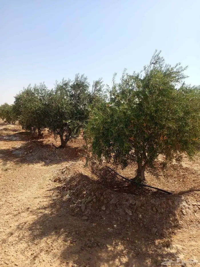 زيتون نيبالي مثمر وحمضيات 9