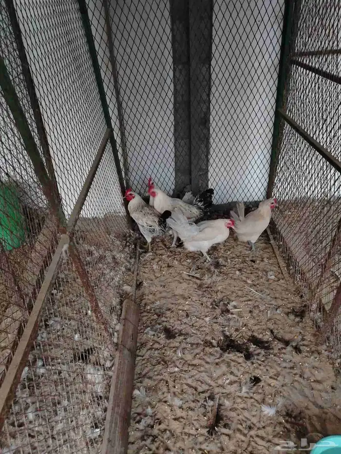 دجاج فيومي منتج 4