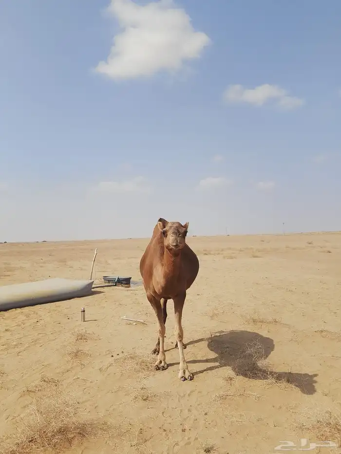 ناقة حمراء ثنية للبيع 1